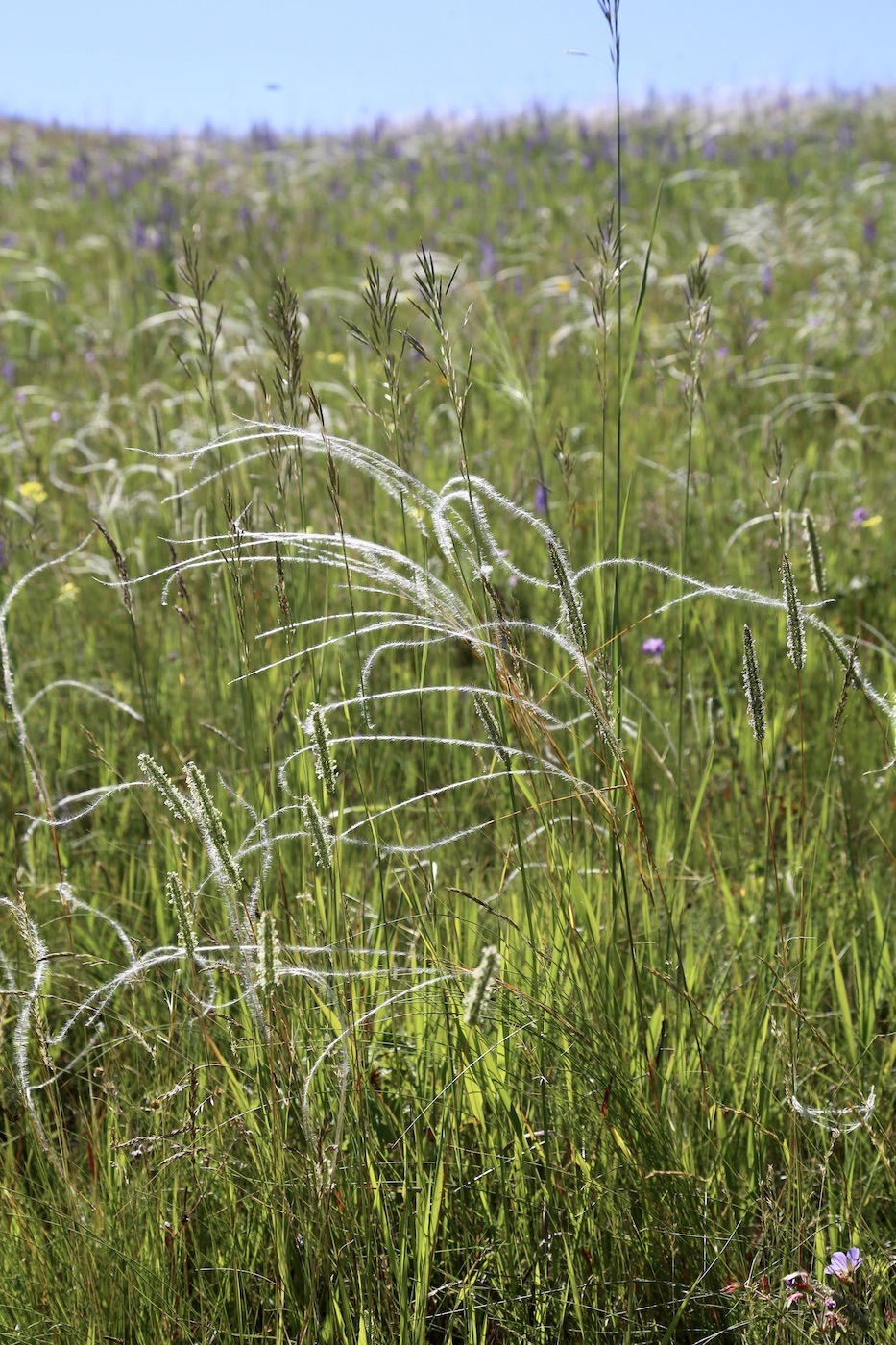 Image of Stipa kirghisorum specimen.