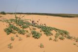 Xanthium orientale. Вегетирующие растения с прошлогодними цветоносами. Астраханская обл., Наримановский р-н, окр. пос. Сайгачный, Пески Давсна, дюны. 10 мая 2026 г.