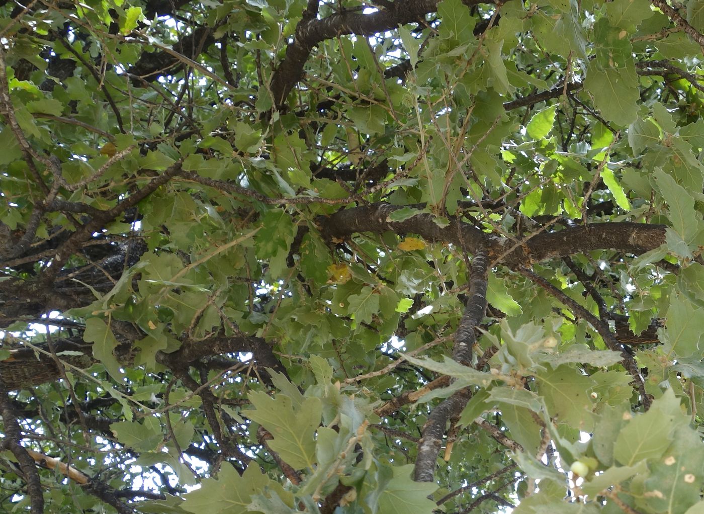 Image of Quercus ithaburensis specimen.
