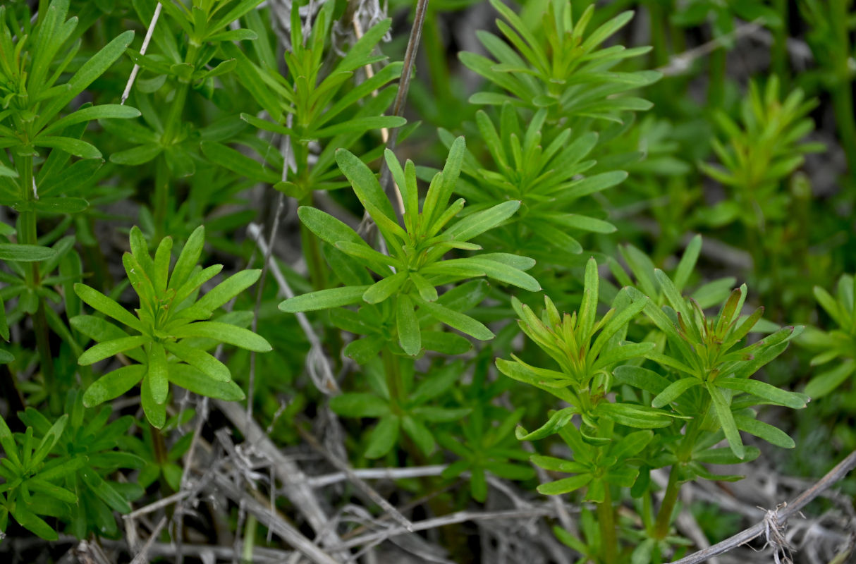 Image of Galium mollugo specimen.