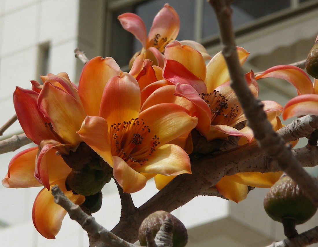 Image of Bombax ceiba specimen.