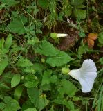 Calystegia sepium. Цветущее и бутонизирующее растение. Турция, ил Артвин, окр. деревни Баглик, у ручья, поляна. 12 июня 2026 г.