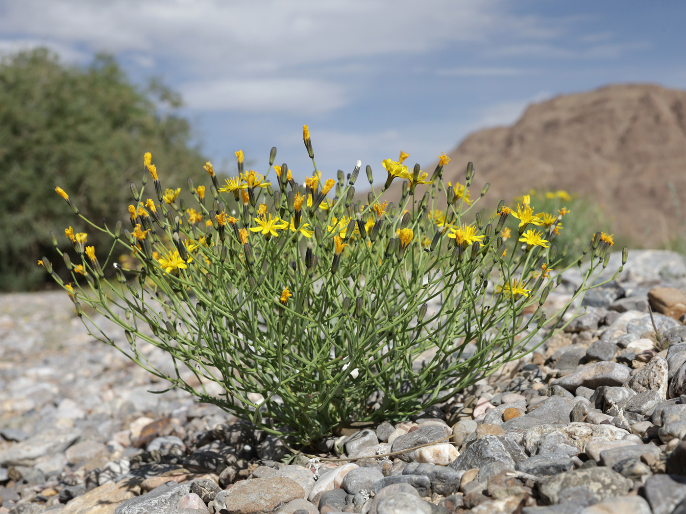 Image of genus Youngia specimen.