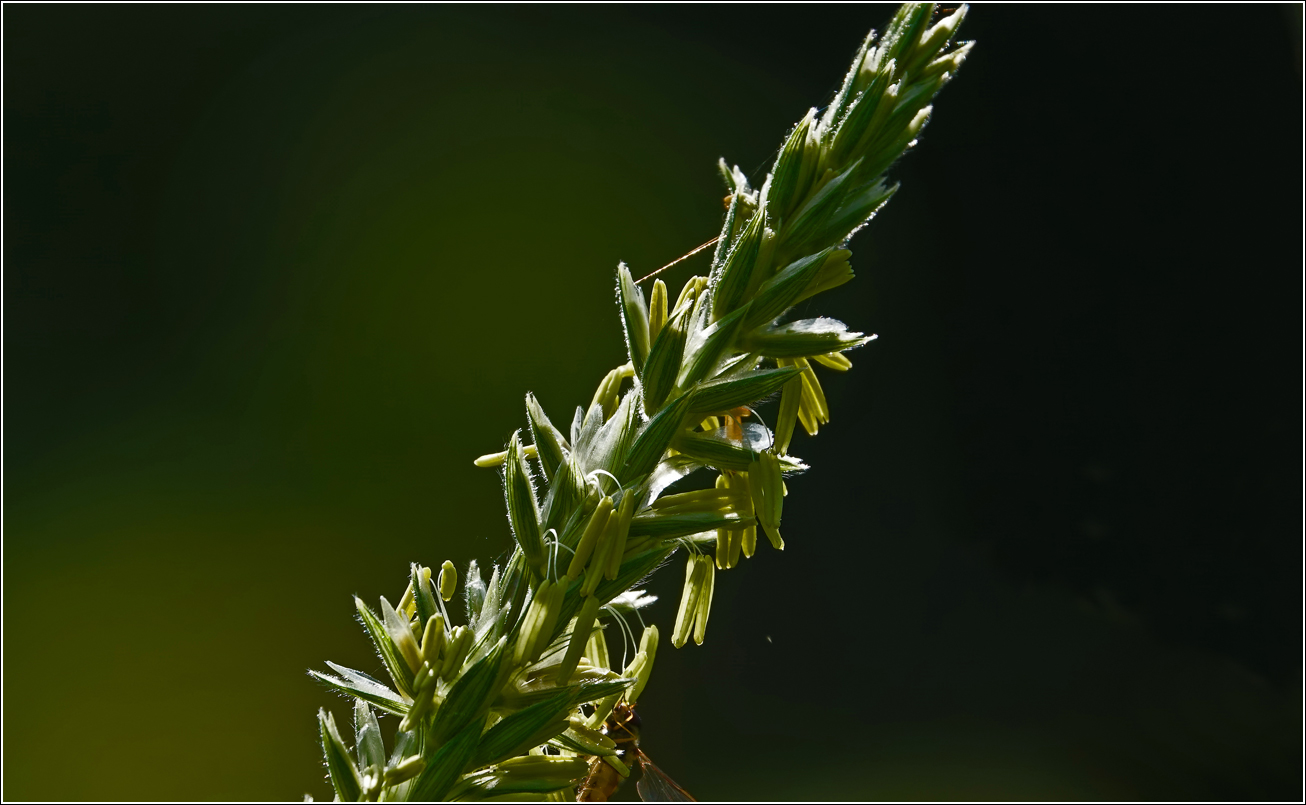Image of Zea mays specimen.