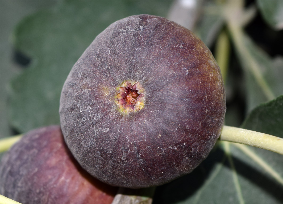 Image of Ficus carica specimen.