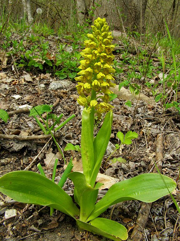 Image of Orchis punctulata specimen.