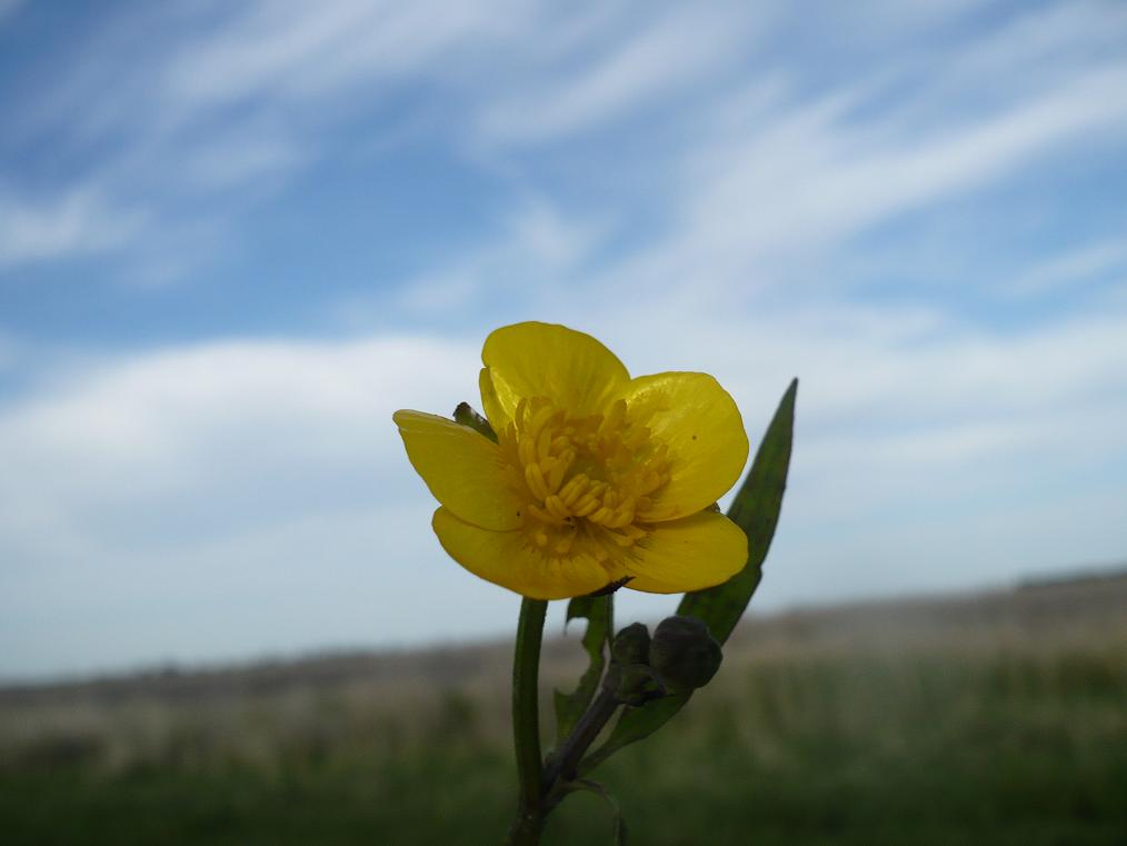 Image of Ranunculus repens specimen.