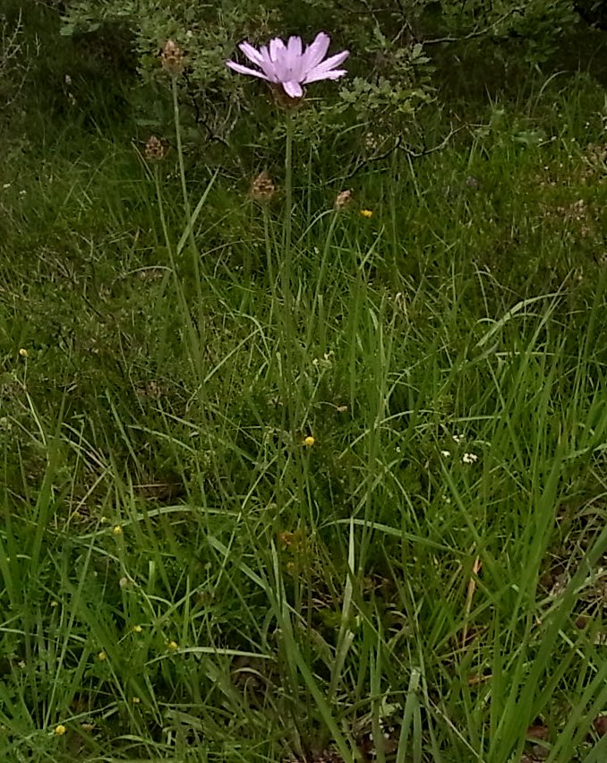 Image of Catananche caerulea specimen.