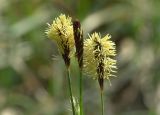 Carex pilosa. Мужские соцветия. Московская область, Раменский р-н, окрестности дер. Хрипань, лесная дорога. 14.05.2006.