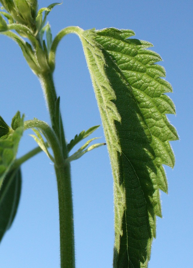 Image of Urtica galeopsifolia specimen.