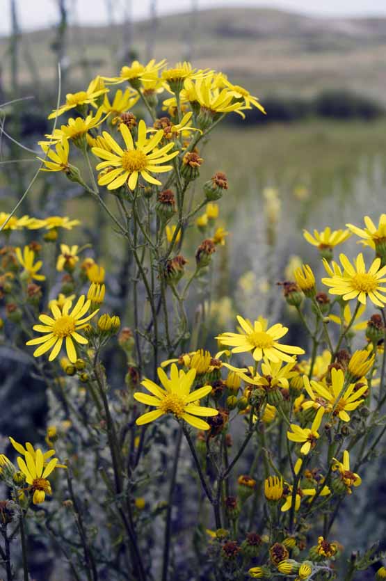 Изображение особи Senecio ferganensis.