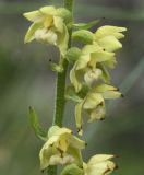 Epipactis atrorubens