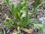 Crepis setosa. Прикорневые листья. Крым, Симферопольский р-н, Сосновка. 25 июля 2011 г.