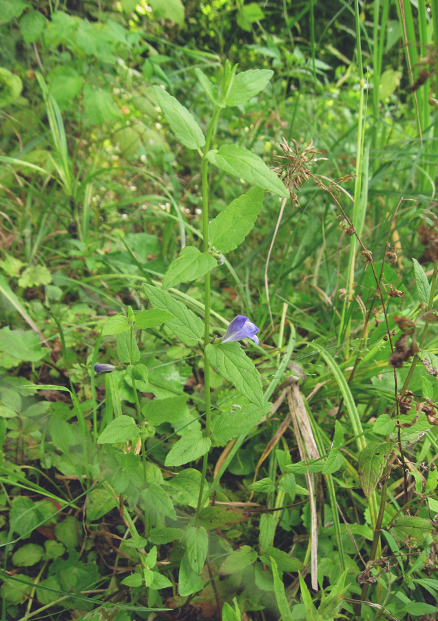 Image of Scutellaria galericulata specimen.
