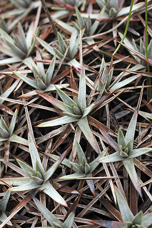 Image of Acantholimon tataricum specimen.