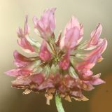 Trifolium hybridum. Соцветие. Республика Татарстан, национальный парк \"Нижняя Кама\". 10.08.2011.