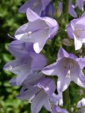 Campanula bononiensis