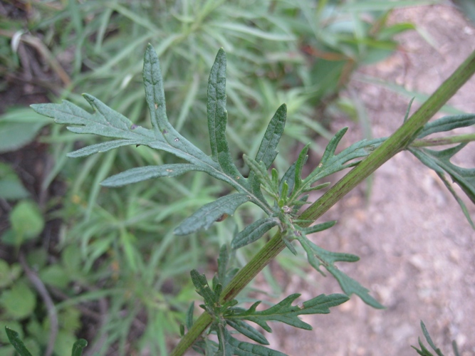 Изображение особи Senecio argunensis.