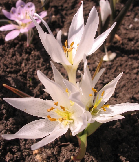 Image of Colchicum szovitsii specimen.