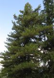Pinus cembra