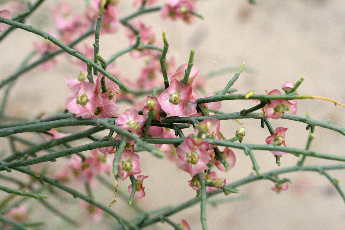 Image of Halothamnus subaphyllus specimen.