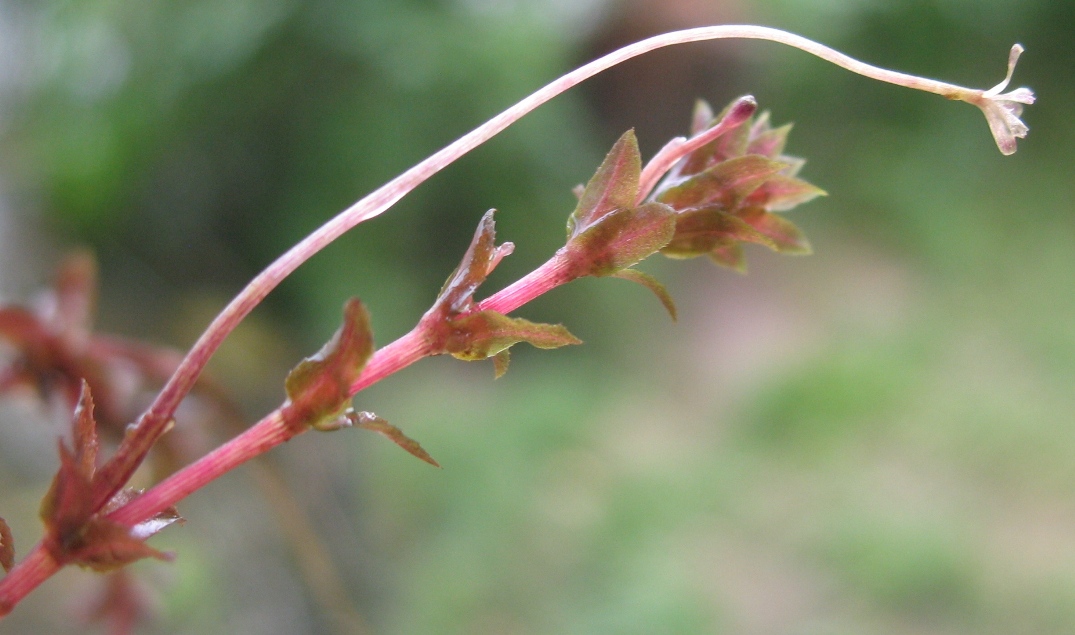 Image of Hydrilla verticillata specimen.