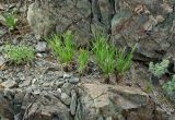 Allium oreoprasum