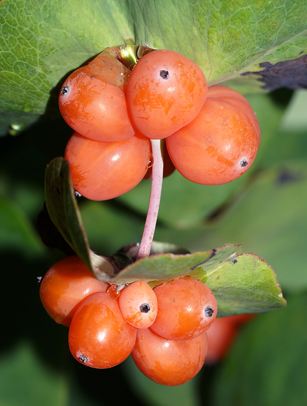 Image of Lonicera caprifolium specimen.