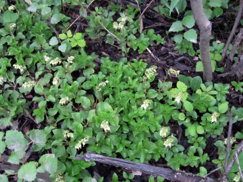 Изображение особи Orthilia secunda.