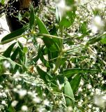 Gypsophila bicolor