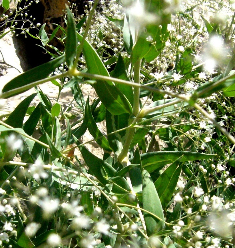 Image of Gypsophila bicolor specimen.