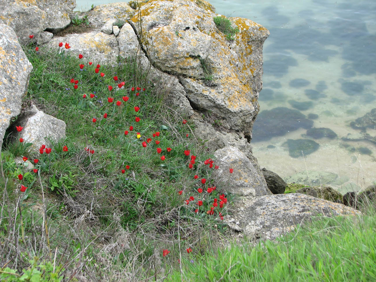 Изображение особи Tulipa suaveolens.