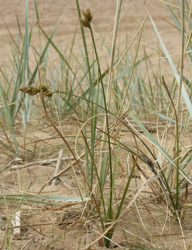 Изображение особи Carex arenaria.