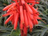 Aloe arborescens