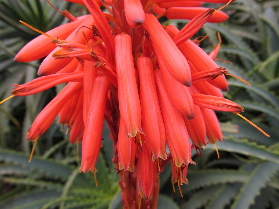 Image of Aloe arborescens specimen.