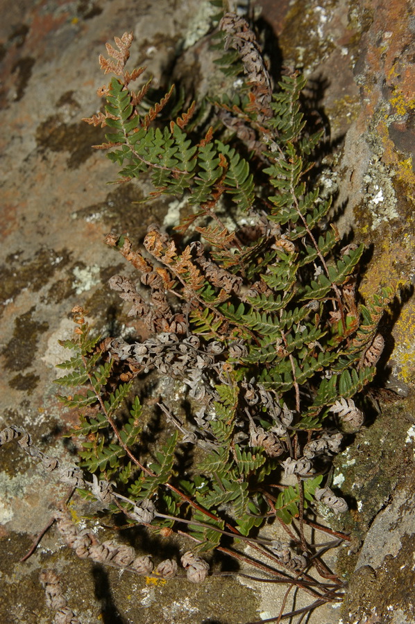 Image of Paragymnopteris marantae specimen.
