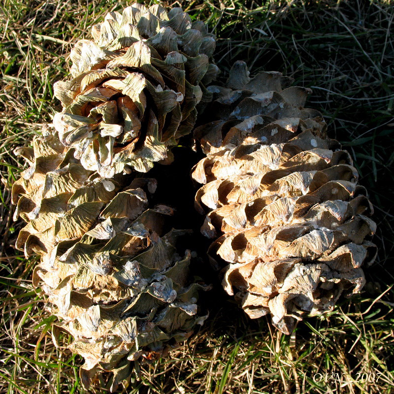 Image of Pinus koraiensis specimen.