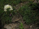 Saxifraga paniculata. Цветущее растение на каменистой осыпи. Украина, Закарпатская обл., Раховский р-н, 1800 м н.у.м. 27 августа 2008 г.