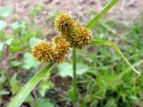 Cyperus glomeratus. Соцветие. Астраханская обл., Енотаевский р-н, песчаные наносы по берегу Волги напротив с. Замьяны. 27.08.2009.