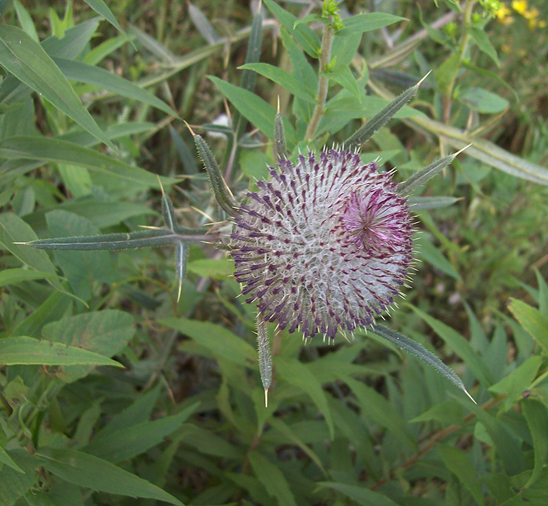 Изображение особи Cirsium polonicum.