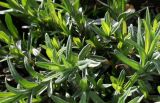 Dianthus deltoides