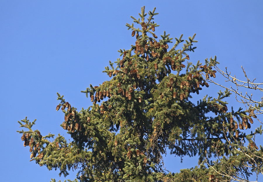 Изображение особи Picea koraiensis.