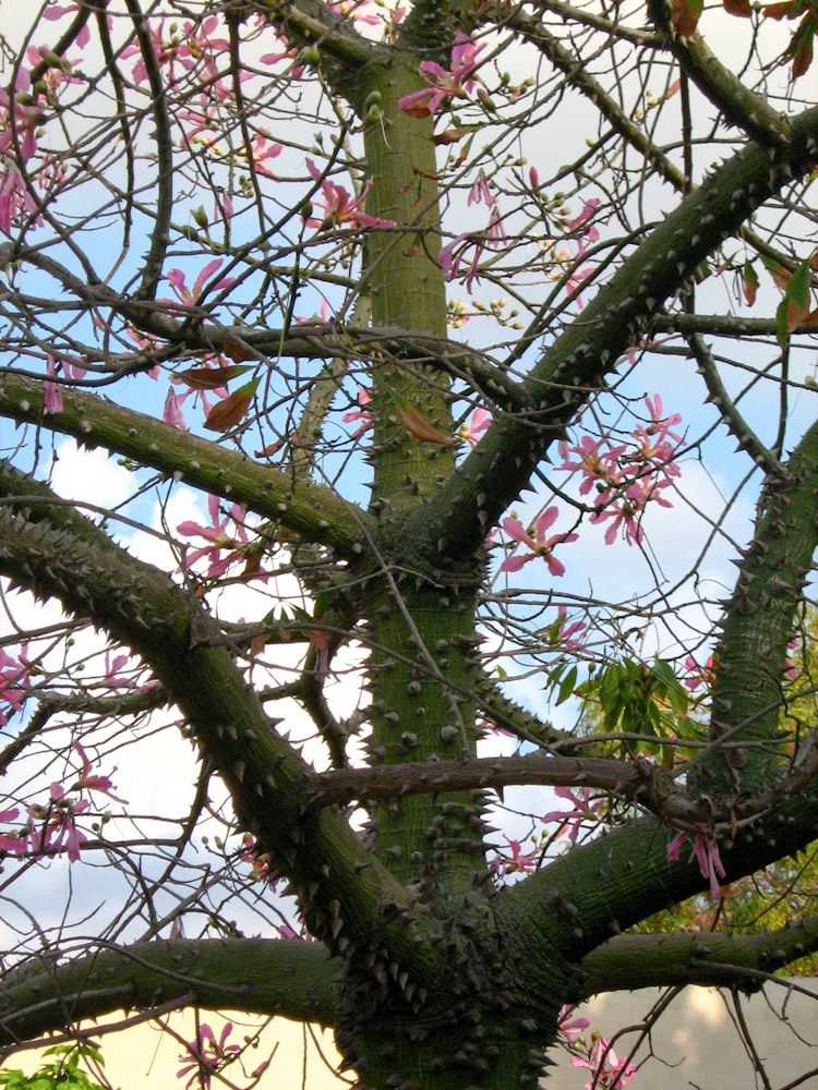 Изображение особи Ceiba speciosa.