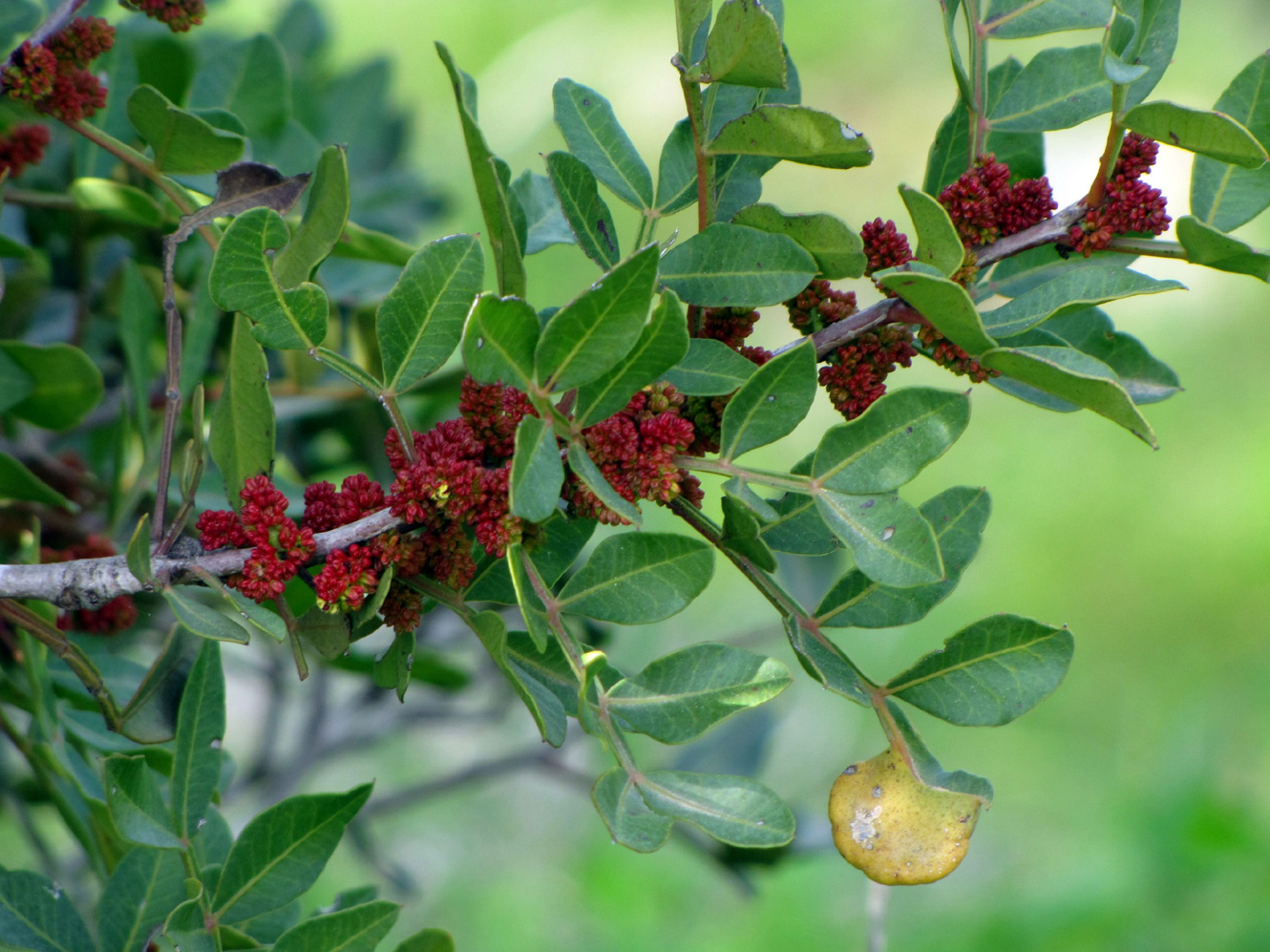 Image of Pistacia lentiscus specimen.