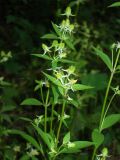 Halenia corniculata. Верхушка цветущего растения. Приморье, Дальнегорск. 29.08.2006.