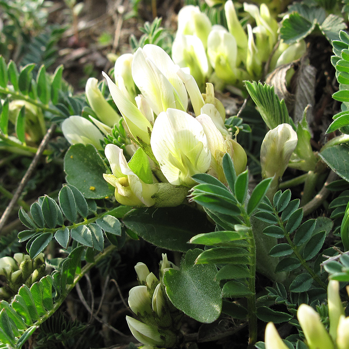 Изображение особи Astragalus resupinatus.