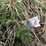 Pulsatilla violacea