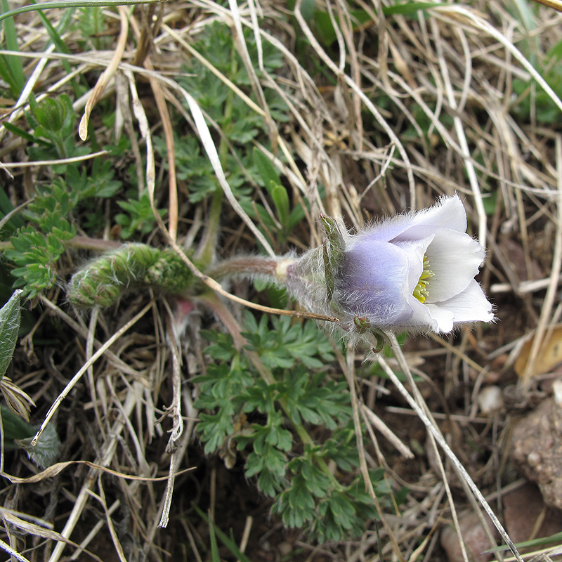 Изображение особи Pulsatilla violacea.