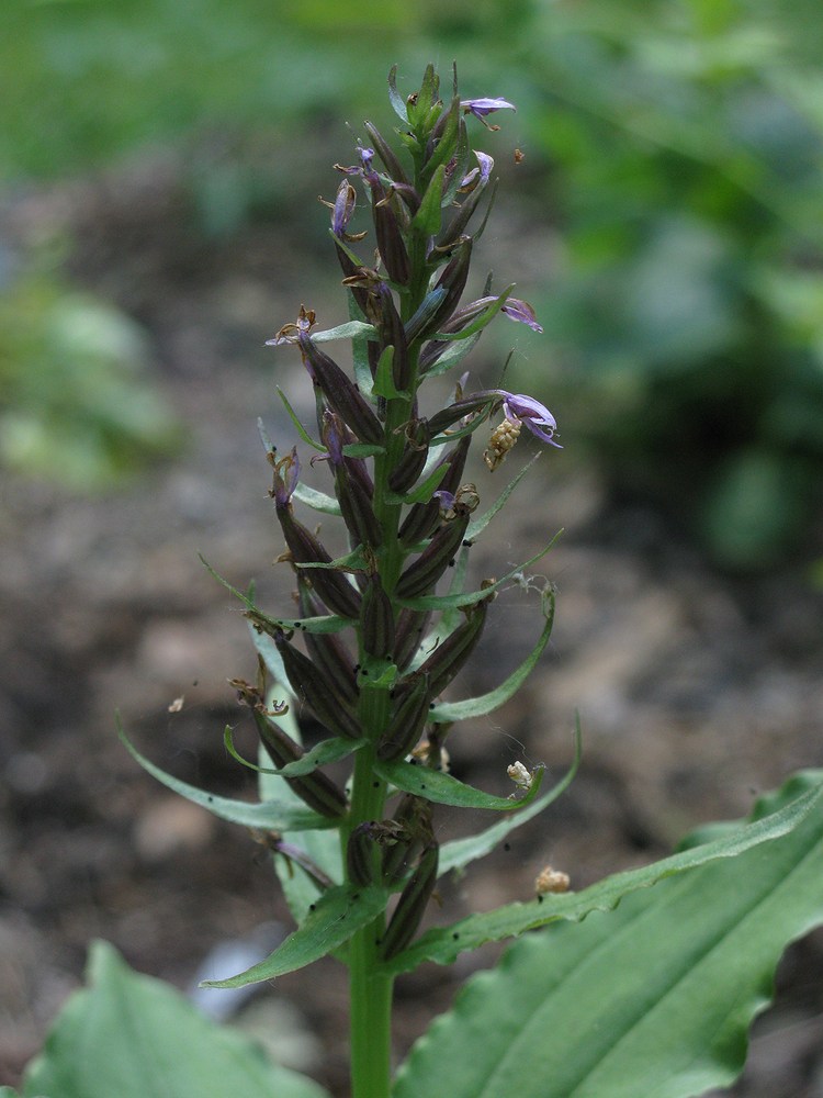 Image of Neolindleya camtschatica specimen.