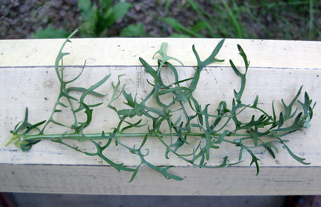 Изображение особи Senecio borysthenicus.